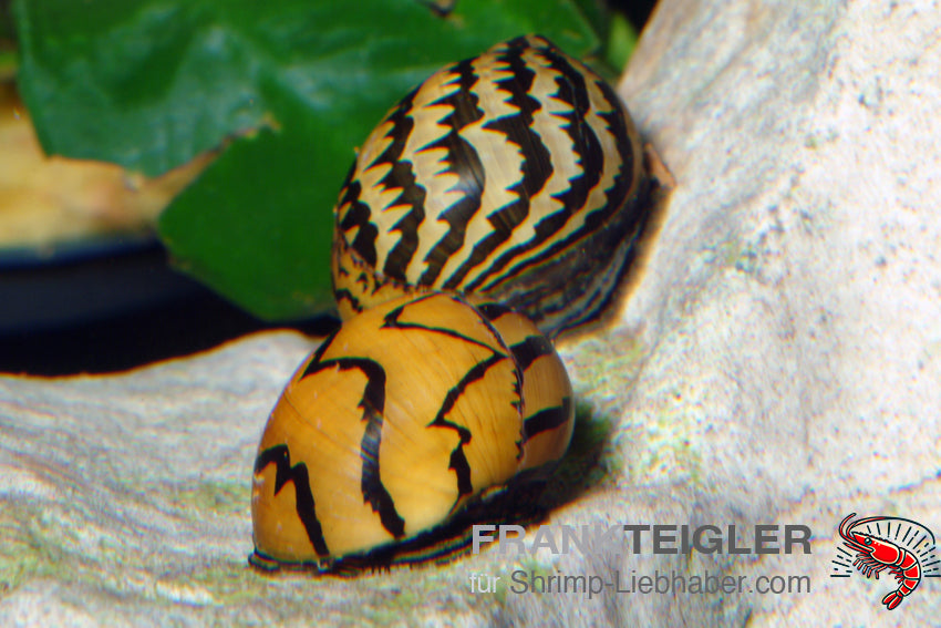 Rennschnecke Zebra - Neritina natalensis