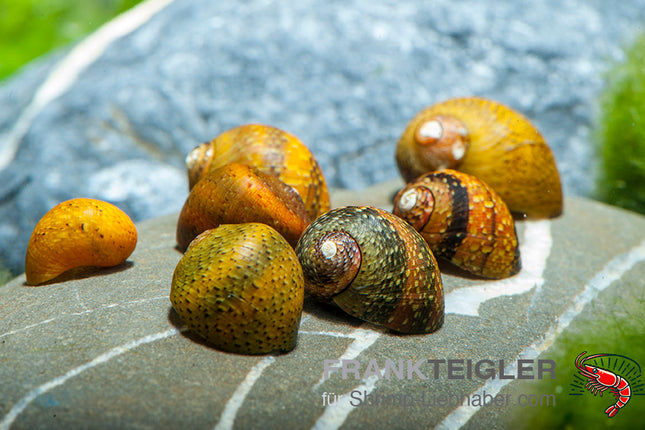 Rennschnecke "batik