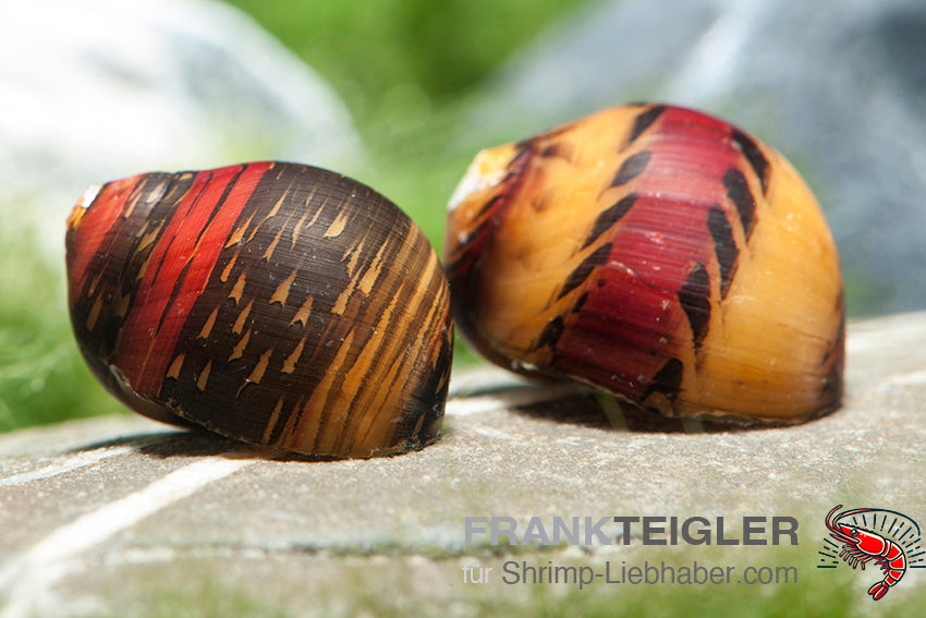 Rote Rennschnecke - Neritina waigiensis