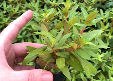 Nesaea pedicellata "Golden" – In Vitro