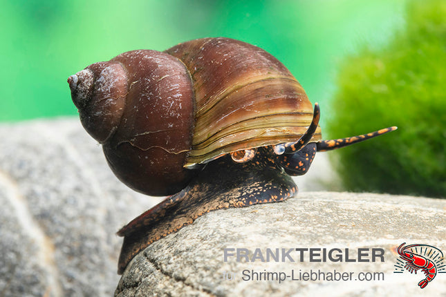 Blue Berry Schnecke