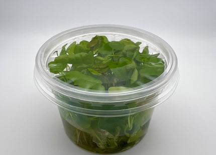 Nymphoides hydrophilla Taiwan – In Vitro