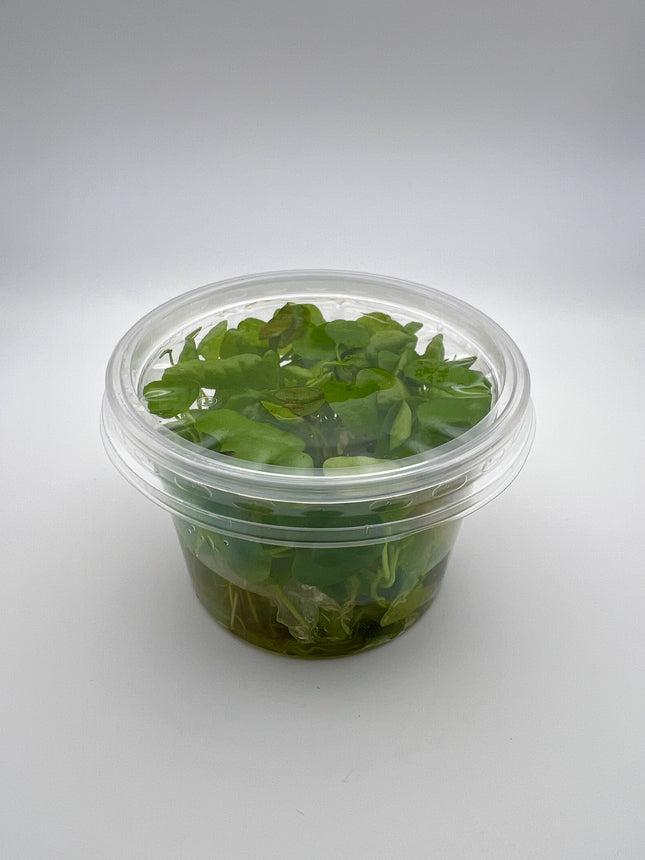 Nymphoides hydrophilla Taiwan – In Vitro
