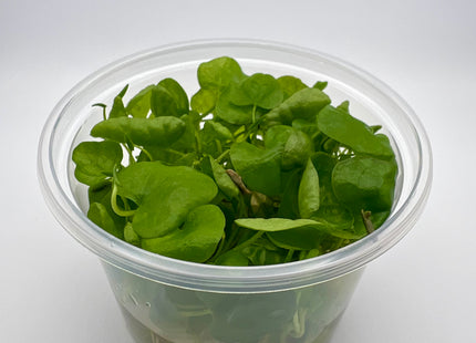 Nymphoides hydrophilla Taiwan – In Vitro