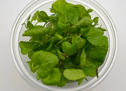 Nymphoides hydrophilla Taiwan – In Vitro