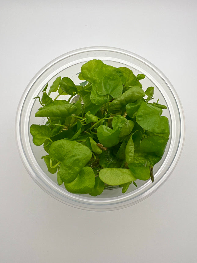 Nymphoides hydrophilla Taiwan – In Vitro