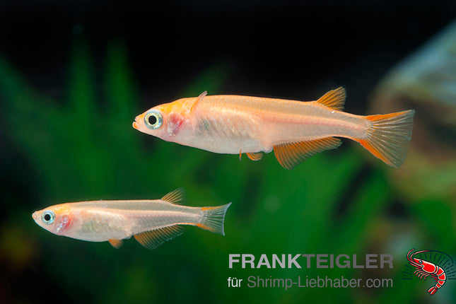 Medaka 'orange' - Oryzias latipes
