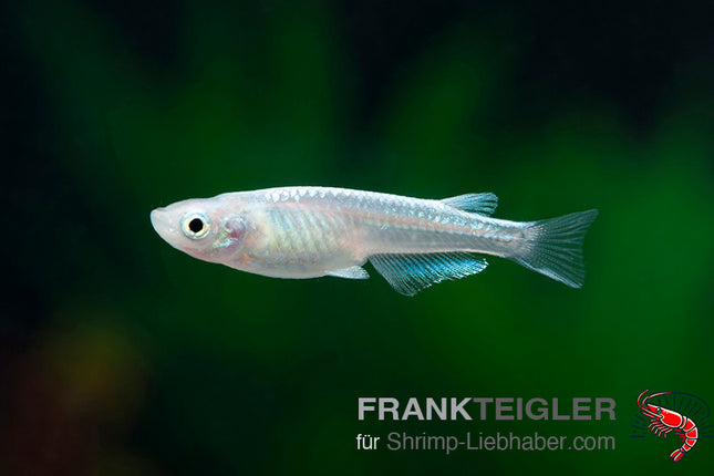 Medaka "platin" - Oryzias latipes