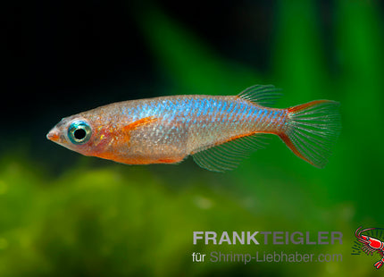 Neonblauer Reisfisch - Oryzias woworae