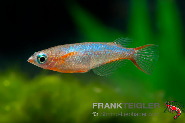 Neonblauer Reisfisch - Oryzias woworae