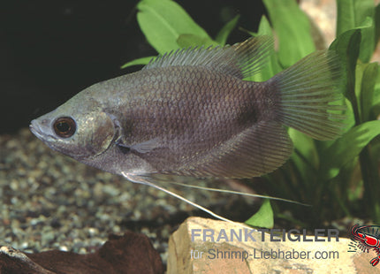 Goldener Riesengurami Albino – Osphronemus goramy