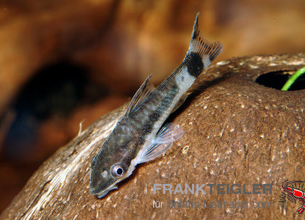 Ohrgitterharnischwels – Otocinclus cf. affinis