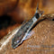 Ohrgitterharnischwels – Otocinclus cf. affinis