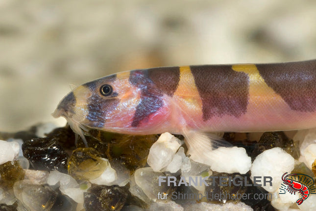 Acanthophthalmus kuhli – "Geflecktes Dornauge – Auf Bestellung