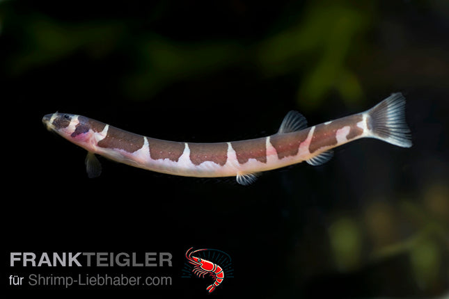 Rotes Dornauge - Canthophthalmus cf. alternans