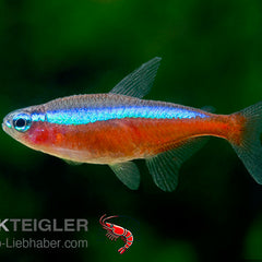 Collection image for: Salmler