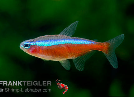 Roter Neon – Paracheirodon axelrodi
