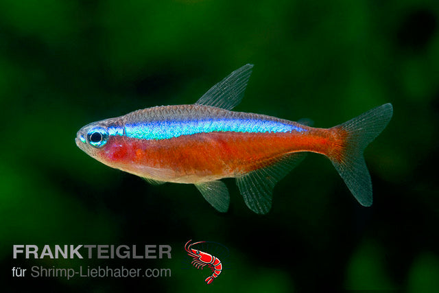 Roter Neon – Paracheirodon axelrodi
