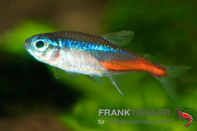 Neon 'Diamant' - Paracheirodon innesi var.