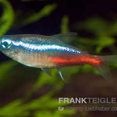 Collection image for: Salmler