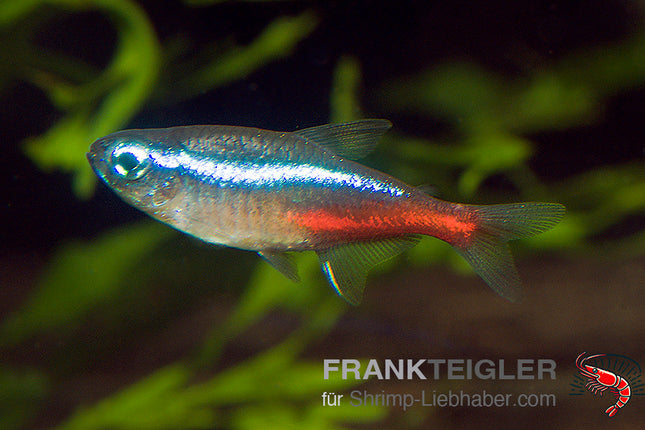 Neon 'Diamant' - Paracheirodon innesi var.