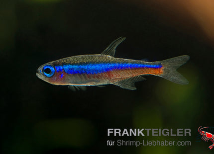 Grüner Neon „Columbia“ – Paracheirodon simulans COLUMBIA