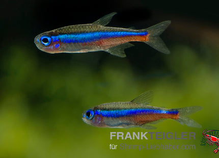 Grüner Neon „Columbia“ – Paracheirodon simulans COLUMBIA