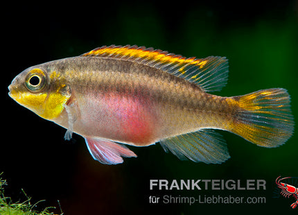 Pelvicachromis pulcher_1