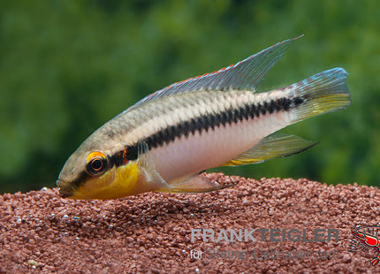 Roloffs Prachtbarsch – Pelvicachromis roloffi