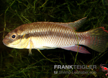 Matadi-Prachtbarsch – Pelvicachromis subocellatus