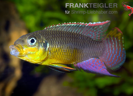 Kienke-Zwergbuntbarsch - Pelvicachromis taeniatus