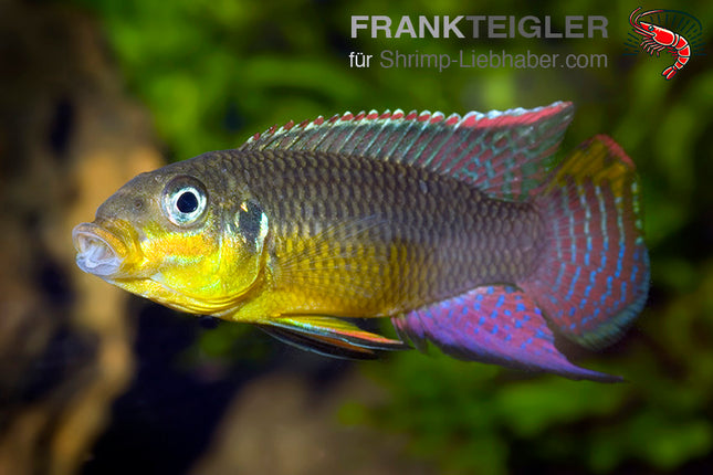 Kienke-Zwergbuntbarsch - Pelvicachromis taeniatus