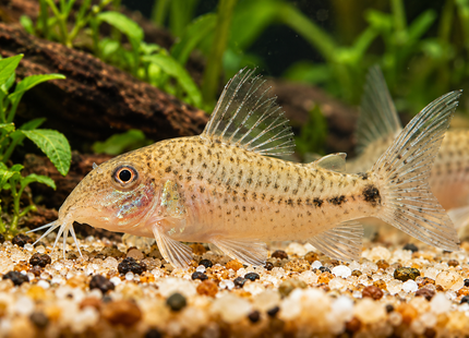 Fullers Panzerwels – Corydoras fulleri
