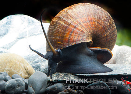 Pila ampullacea_3