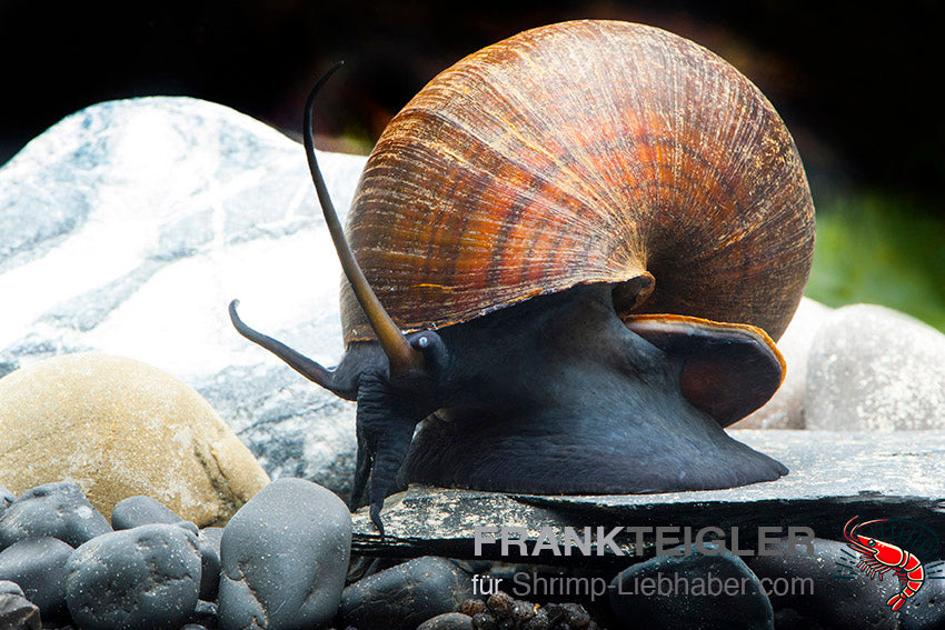 Pila ampullacea_3
