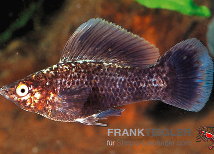 Poecilia velifera Schoko