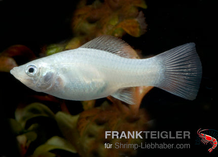 Molly "Silber" - Poecilia latipinna