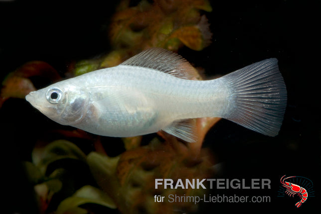 Molly "Silber" - Poecilia latipinna