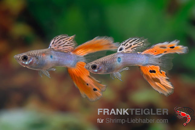 Guppy "Doppels. HB red cobra tail" - Poecilia reticulata