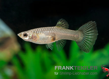 Guppy Weibchen Farblich Gemischt (Poecilia reticulata)