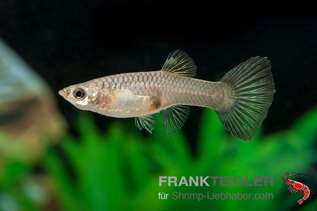 Guppy Weibchen Farblich Gemischt (Poecilia reticulata)