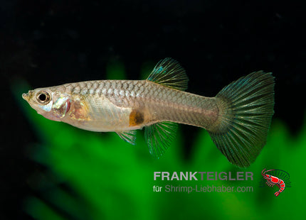 Guppy Weibchen Farblich Gemischt (Poecilia reticulata)