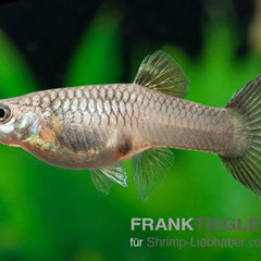 Collection image for: Guppy