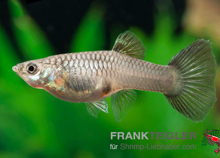 Guppy Weibchen Farblich Gemischt (Poecilia reticulata)
