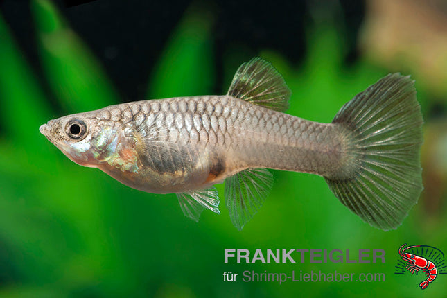 Guppy Weibchen Farblich Gemischt (Poecilia reticulata)