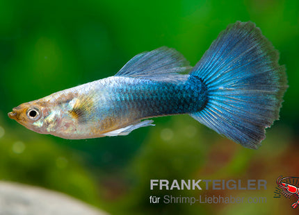 Guppy "Moscow blue Grasshead" (Poecilia reticulata)