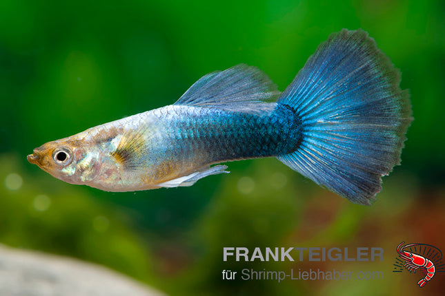Guppy "Moscow blue Grasshead" (Poecilia reticulata)