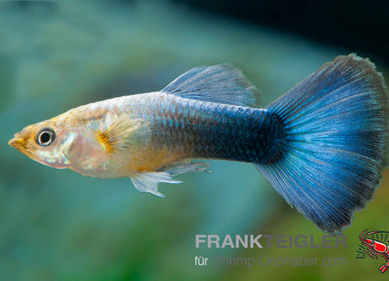 Guppy "Moscow blue Grasshead" (Poecilia reticulata)