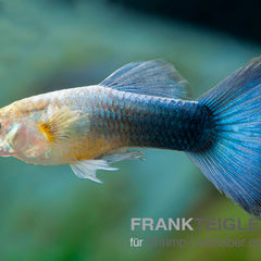 Collection image for: Guppy