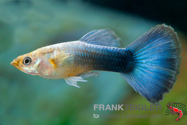 Guppy "Moscow blue Grasshead" (Poecilia reticulata)